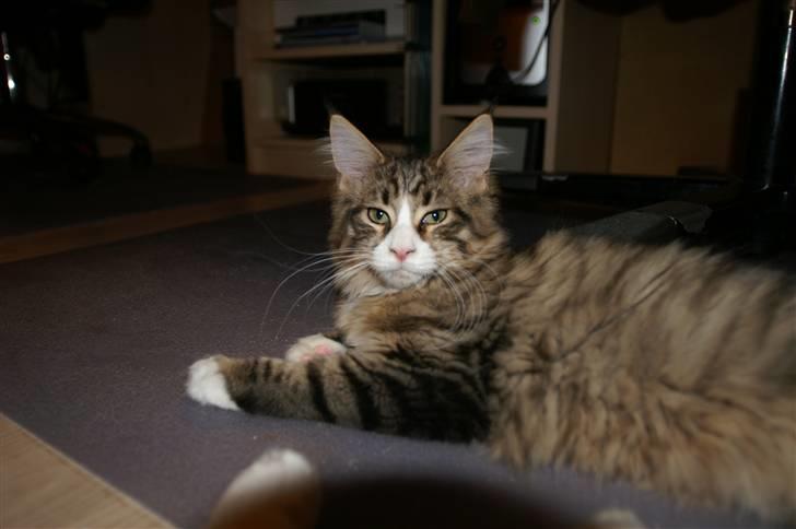 Maine Coon BraveHeart billede 17