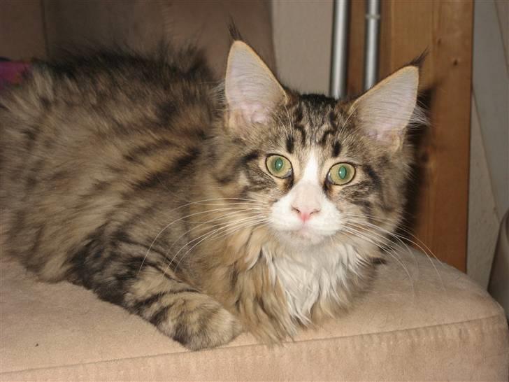 Maine Coon BraveHeart billede 18
