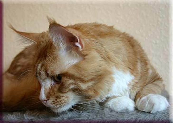 Maine Coon BraveHeart - BraveHeart´s far billede 19