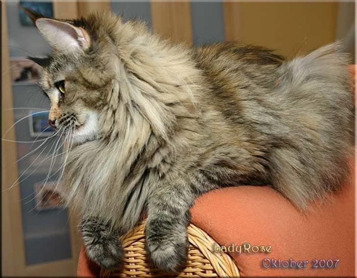 Maine Coon BraveHeart - BraveHeart´s mor billede 20