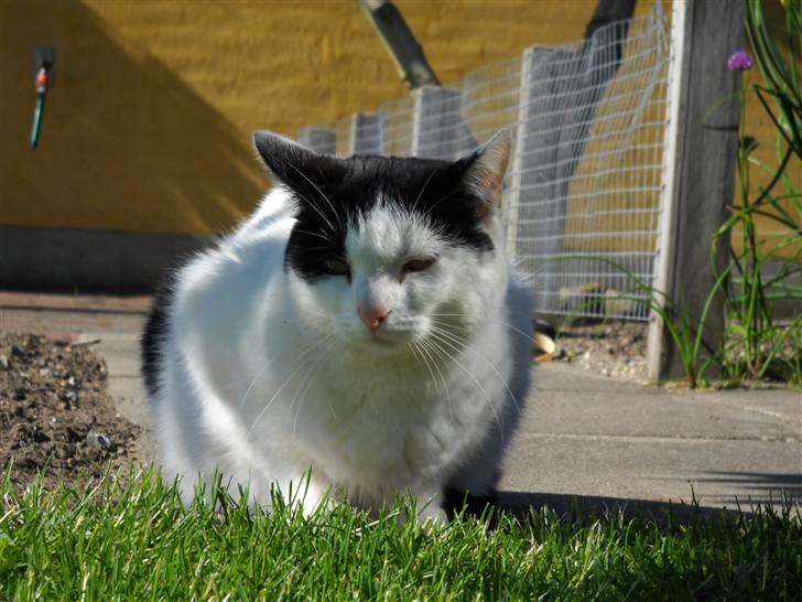 Huskat » Josefine<3 - 6; 2010 billede 6