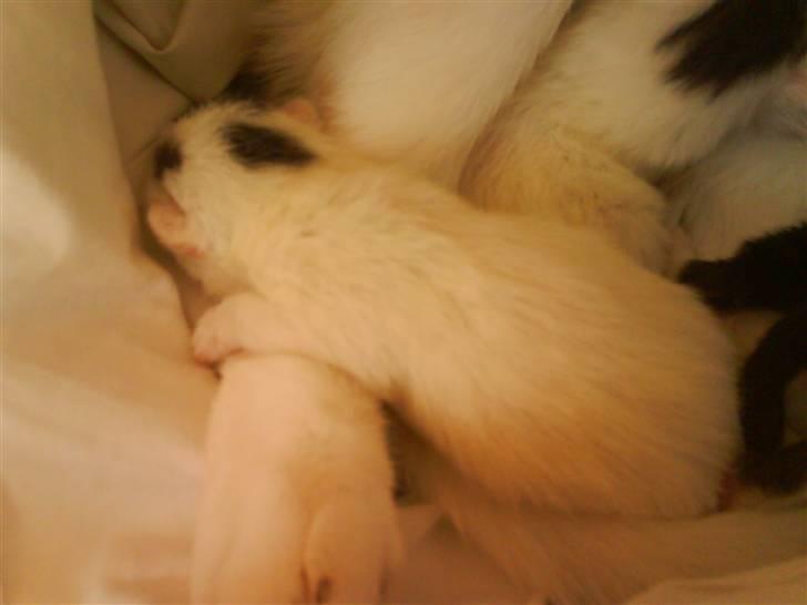 Huskat Pinky billede 1