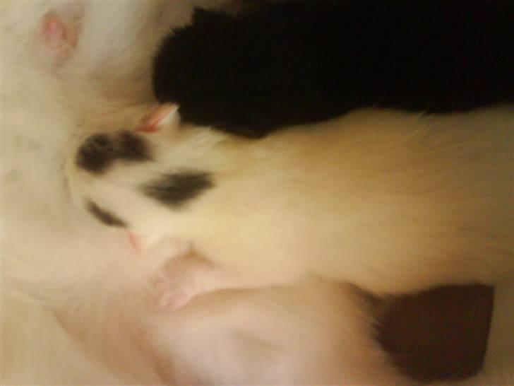 Huskat Pinky billede 2