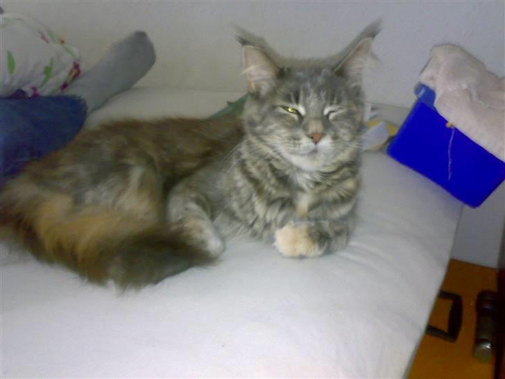 Maine Coon Taylor billede 6
