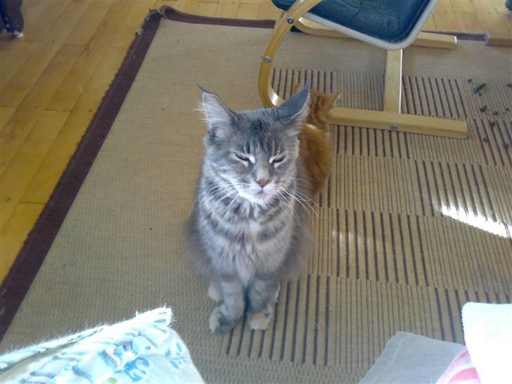 Maine Coon Taylor billede 7