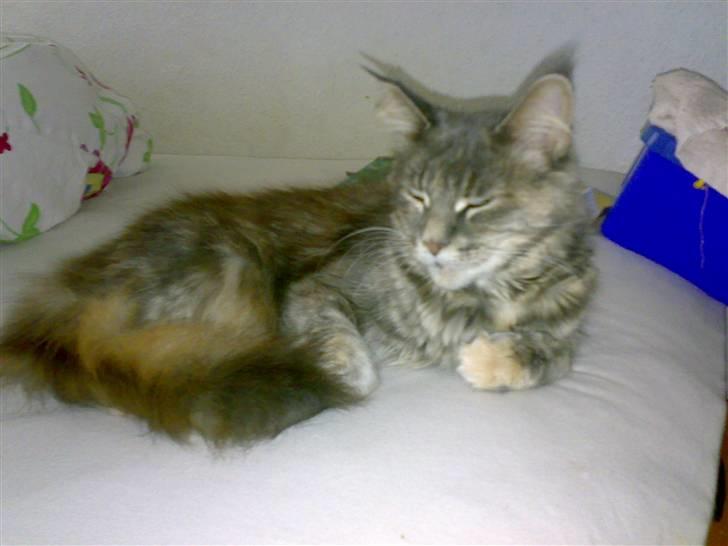 Maine Coon Taylor billede 8