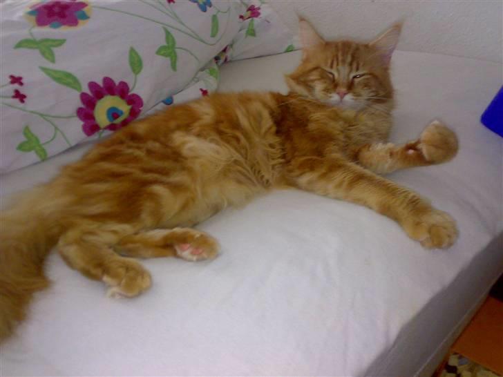 Maine Coon Gus billede 6