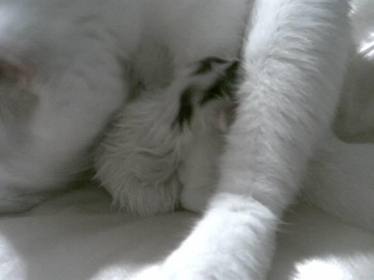 Huskat Pinky billede 3