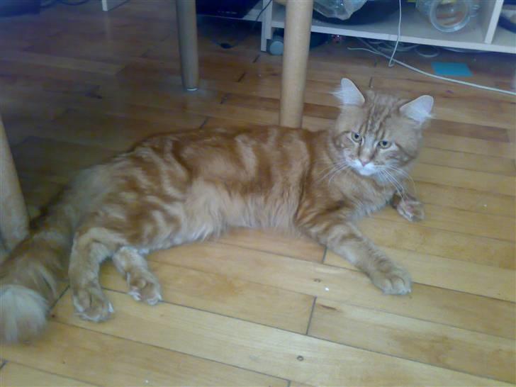 Maine Coon Gus billede 7