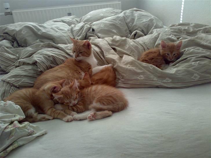 Huskat Musen billede 4