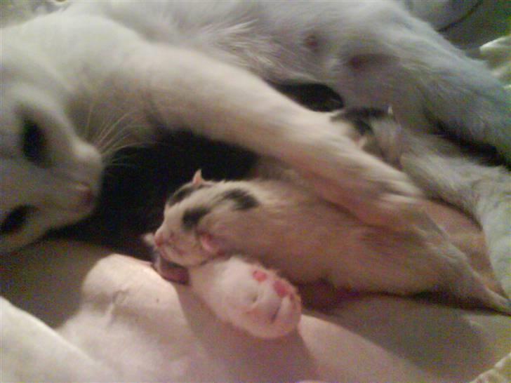 Huskat Pinky billede 4