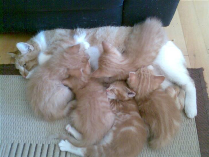 Huskat Musen - Musen med alle sine børn! billede 6