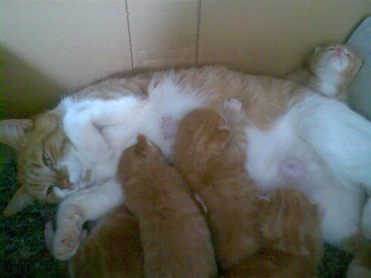 Huskat Musen - Hehe - gør alt hvad hun kan for at alle de små kan få mælk på en gang og ingen piber billede 7