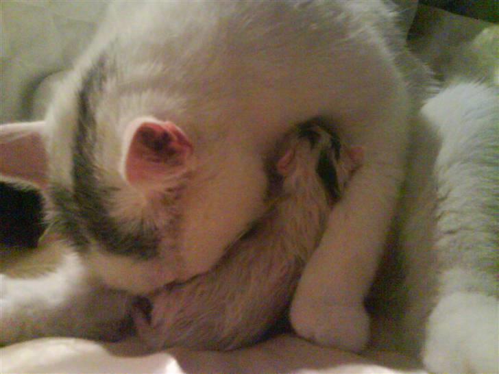 Huskat Pinky billede 5