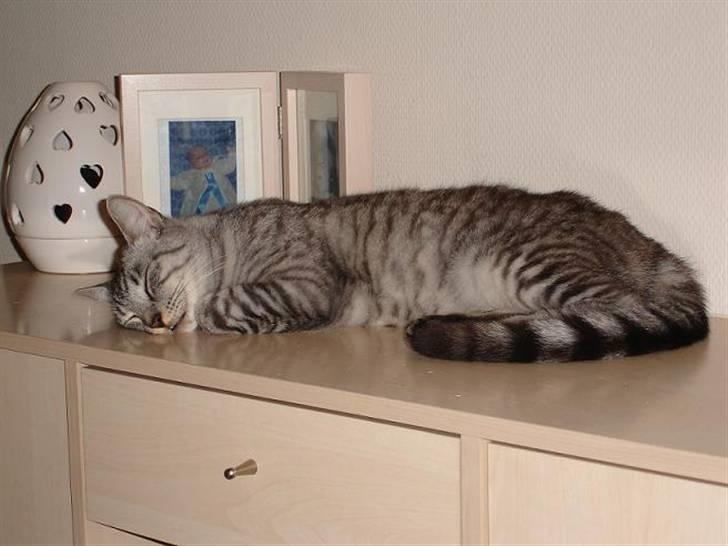 Blanding af racer Brede billede 17