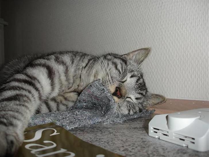 Blanding af racer Brede billede 18