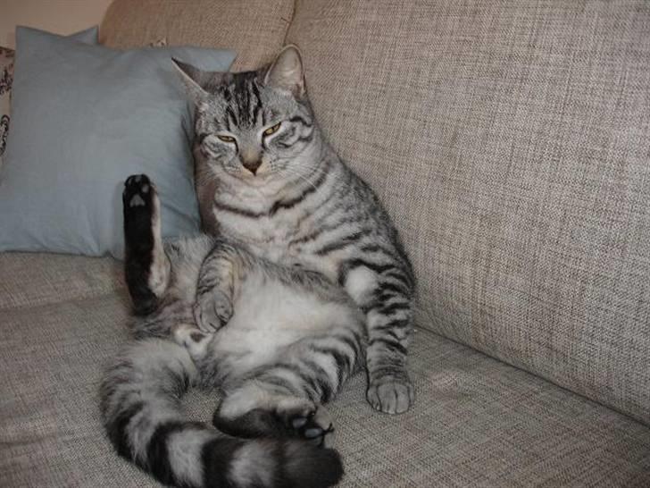 Blanding af racer Brede billede 19