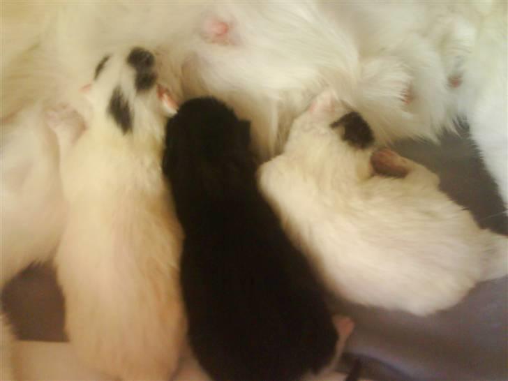 Huskat Mocca - Hej... det er mig der ligger i medten og spiser! billede 3