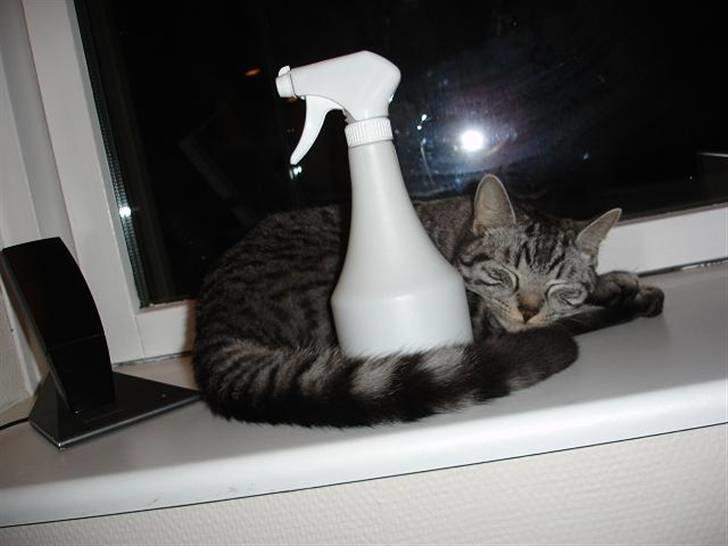 Blanding af racer Brede billede 20