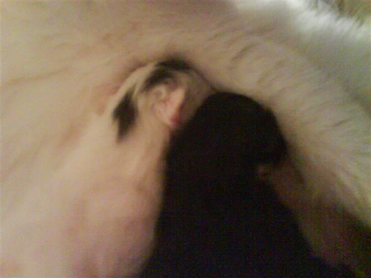 Huskat Mocca billede 4