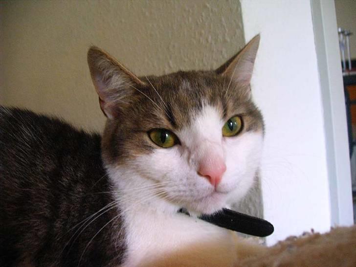 Huskat Baby billede 1