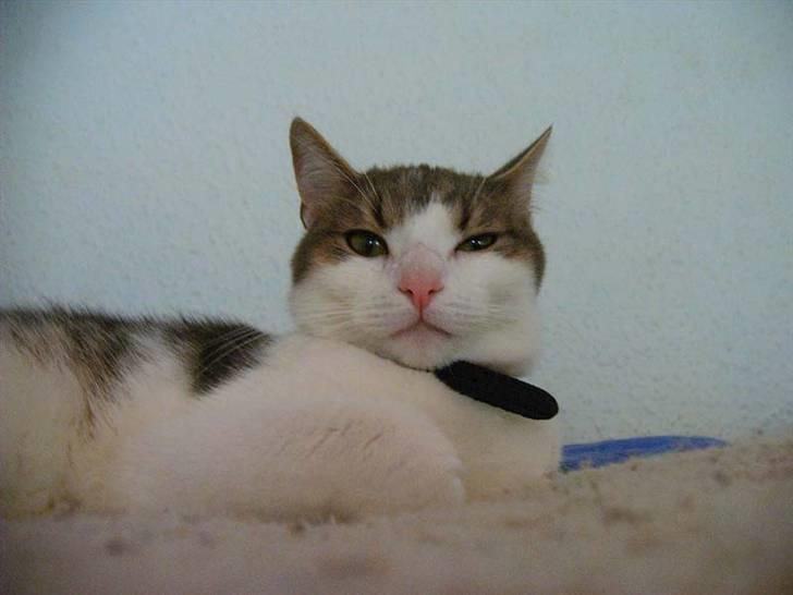 Huskat Baby billede 2