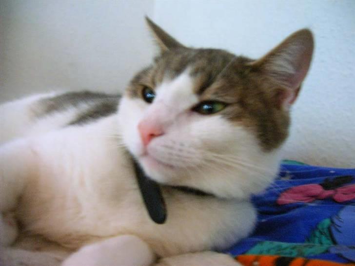 Huskat Baby billede 3