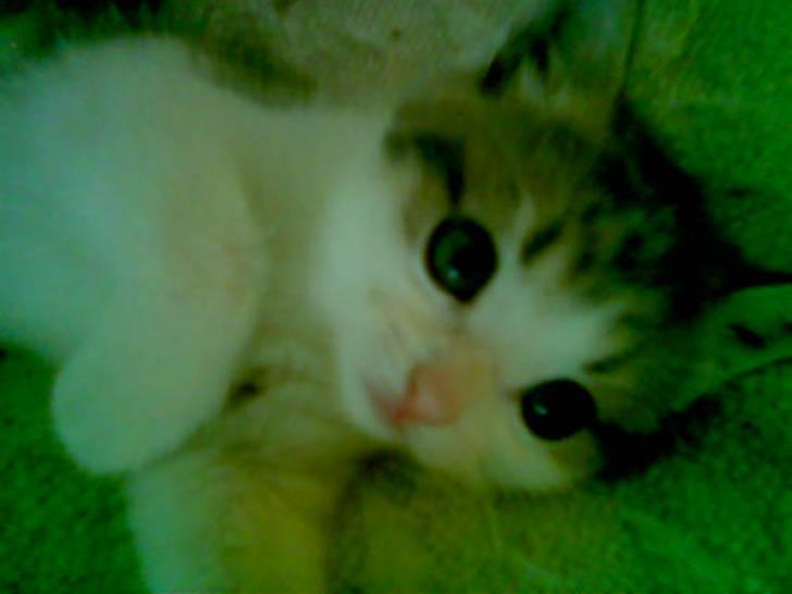 Huskat Baby billede 4