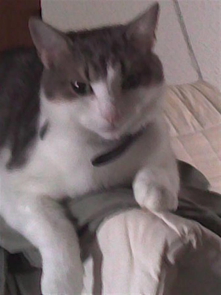 Huskat Baby billede 5