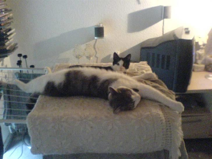 Huskat Baby billede 7