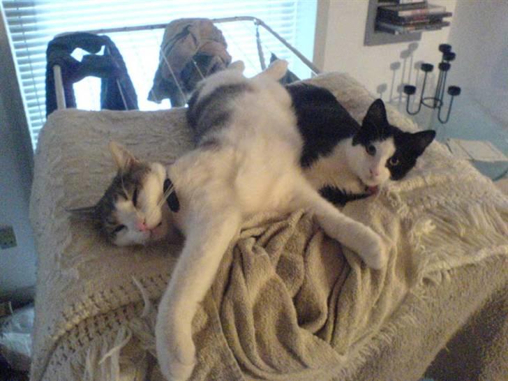 Huskat Baby billede 8