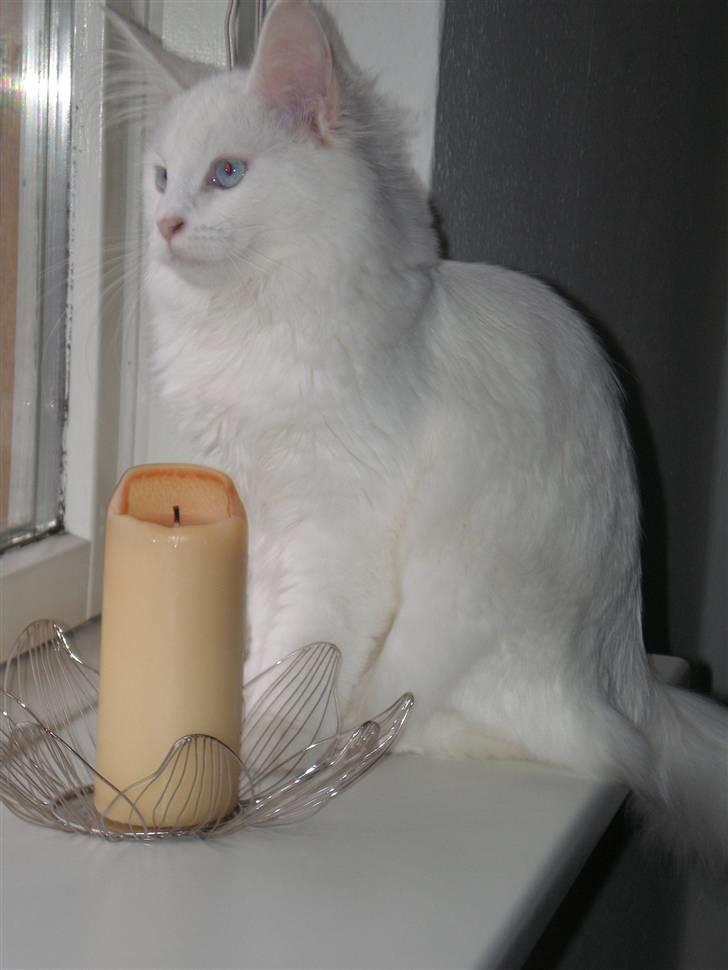 Maine Coon miss mia coons Zalsa - det er så spændende udenfor billede 1