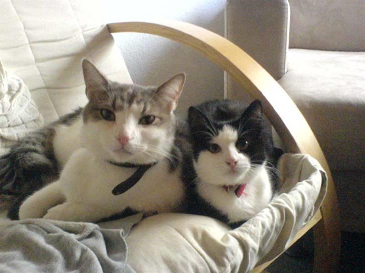 Huskat Baby billede 9