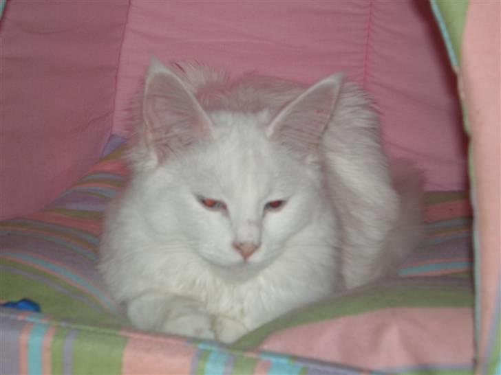 Maine Coon miss mia coons Zalsa - gå væk med den blitz billede 3