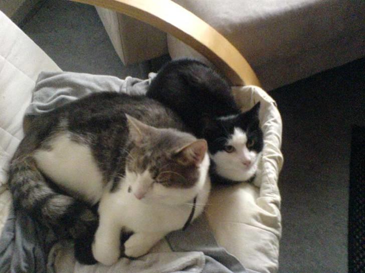 Huskat Baby billede 10