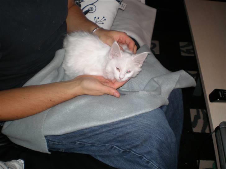 Maine Coon miss mia coons Zalsa - lige ankommet i mit nye hjem, med øjenbetændelse .  billede 4
