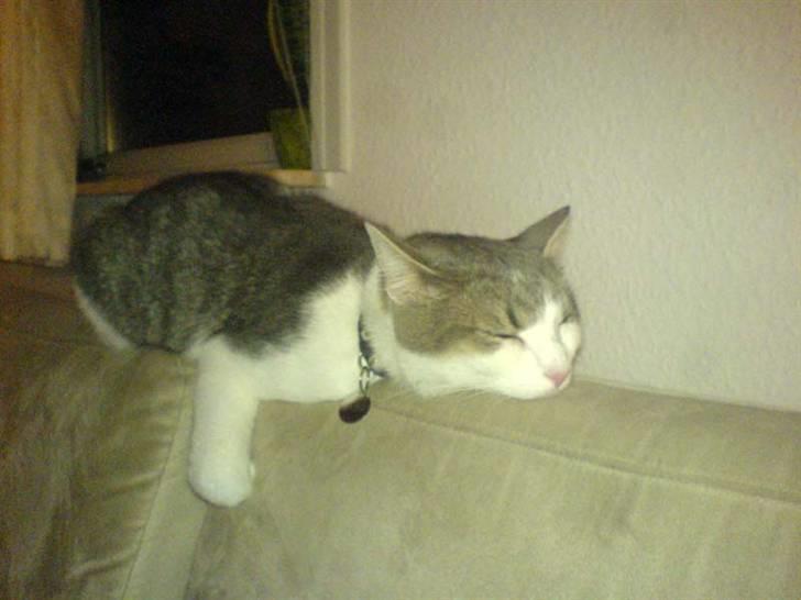 Huskat Baby billede 11