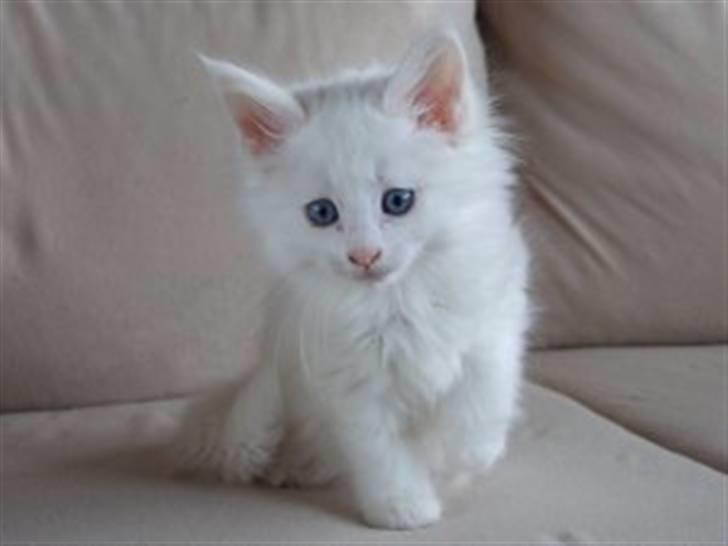 Maine Coon miss mia coons Zalsa - ca 12 uger gammel . billede fra opdrætteren . billede 5