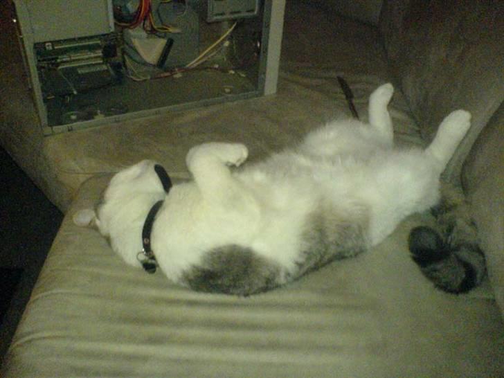 Huskat Baby billede 12