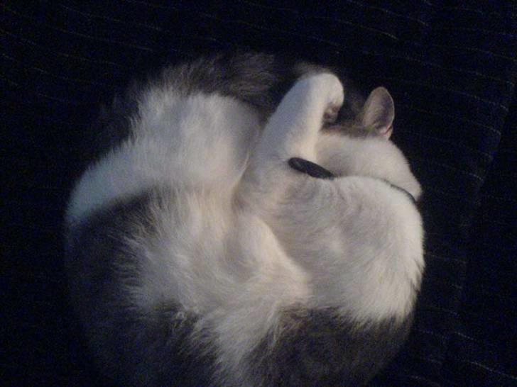 Huskat Baby billede 13