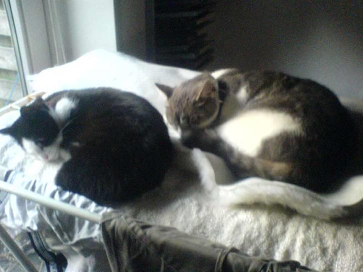 Huskat Baby billede 14