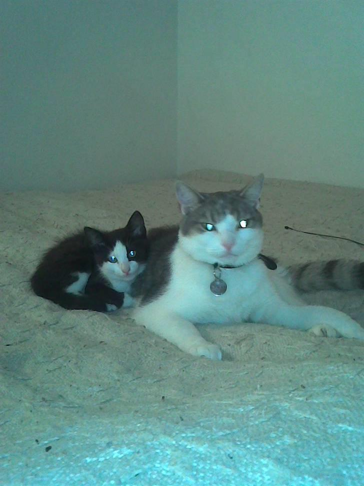 Huskat Baby billede 15