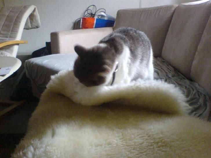 Huskat Baby billede 16