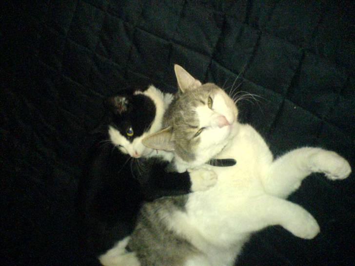 Huskat Baby billede 17