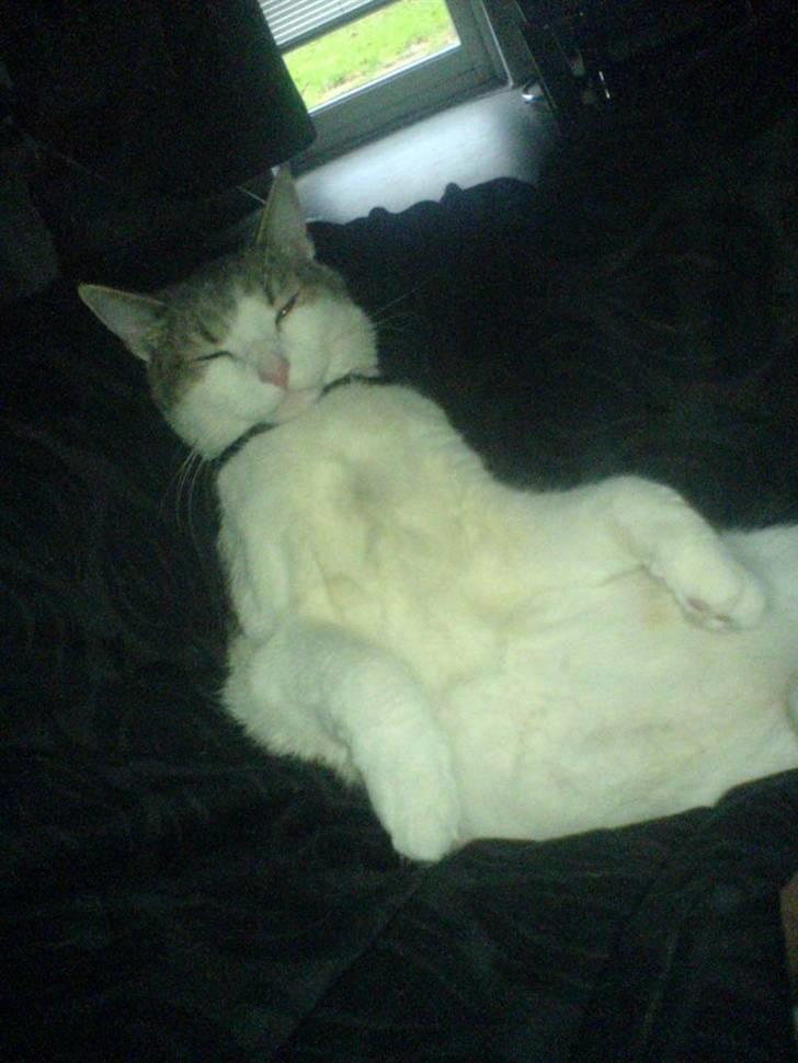 Huskat Baby billede 18