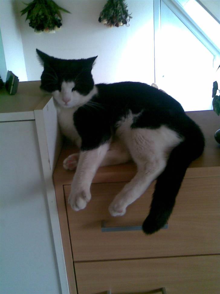 Huskat LULU  billede 17