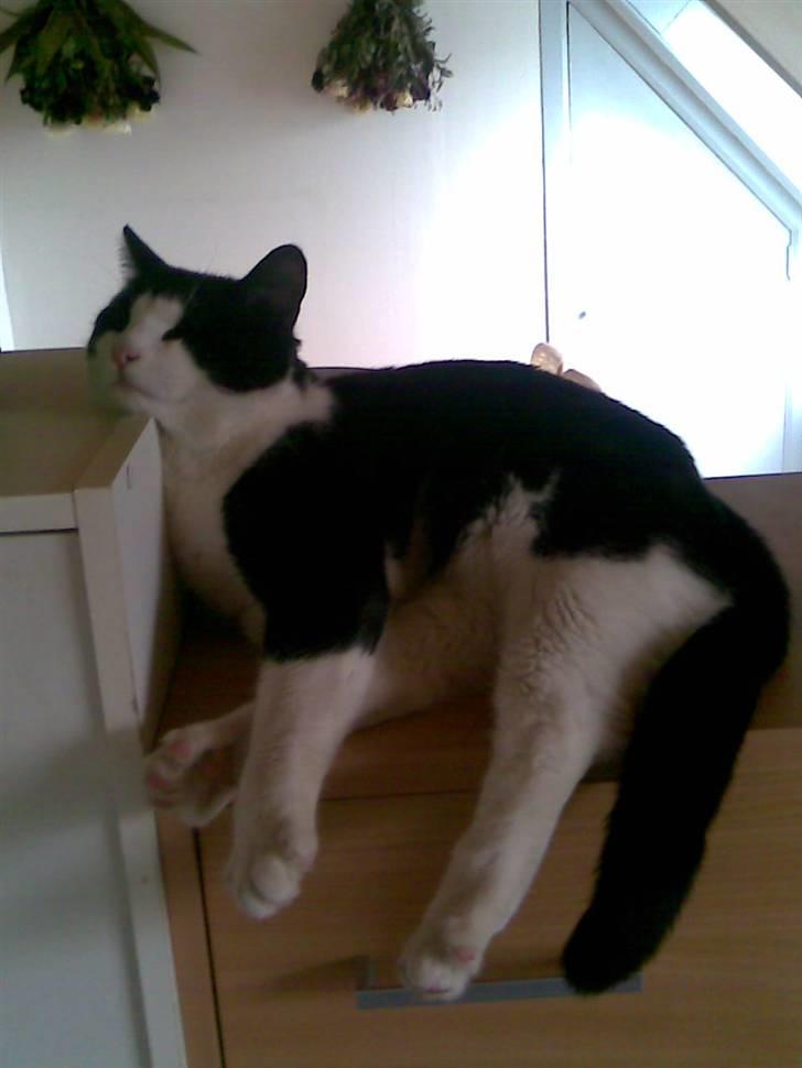 Huskat LULU  billede 18