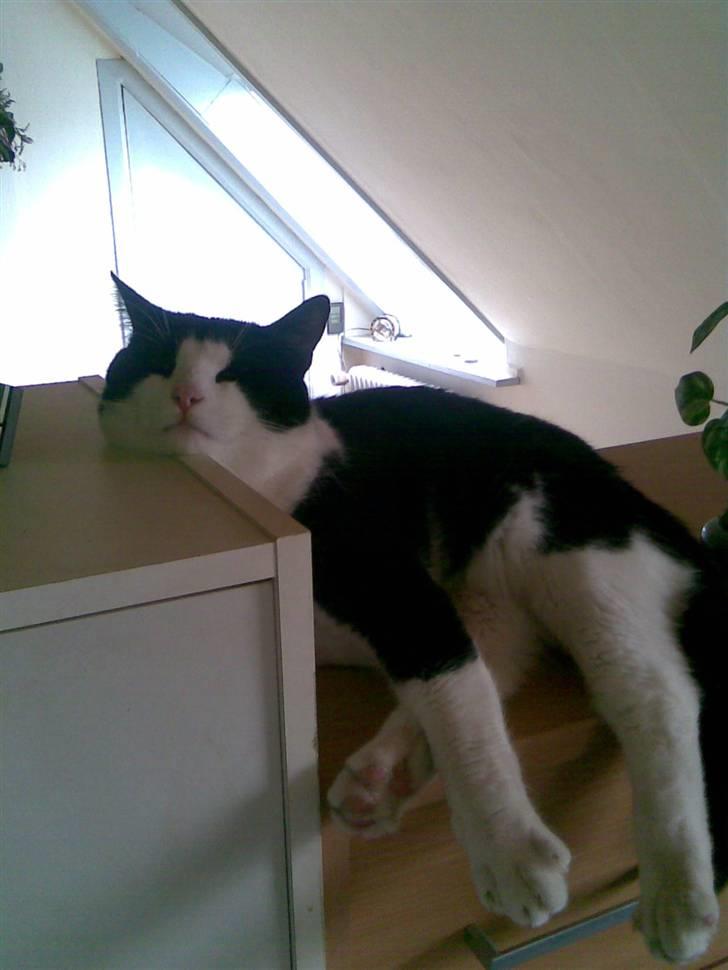 Huskat LULU  billede 19