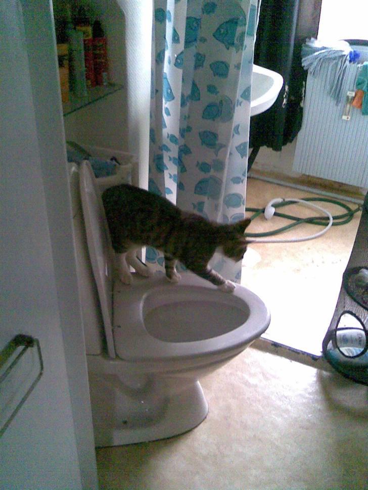 Huskat TIGER  billede 15