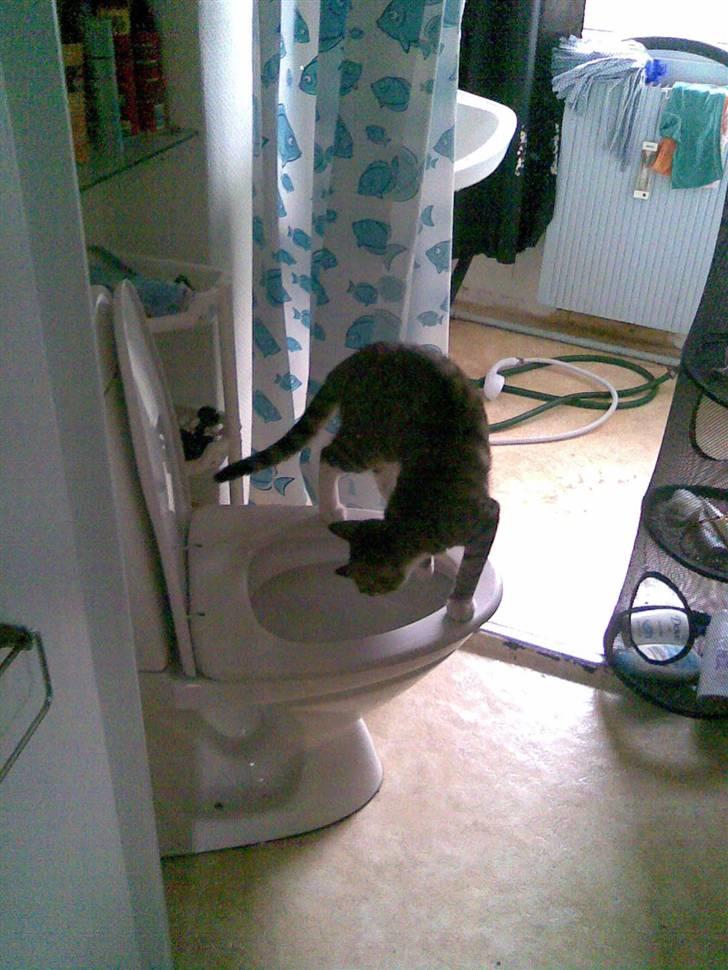 Huskat TIGER  billede 16